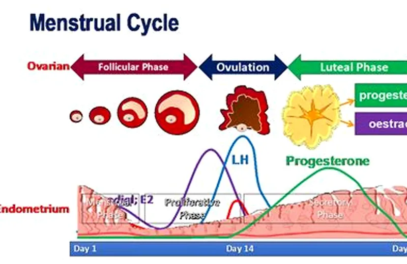 Diagram showing how estradiol changes through the menstrual cycle and into menopause